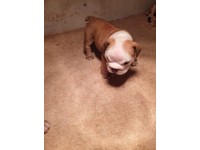 done deal british bulldog